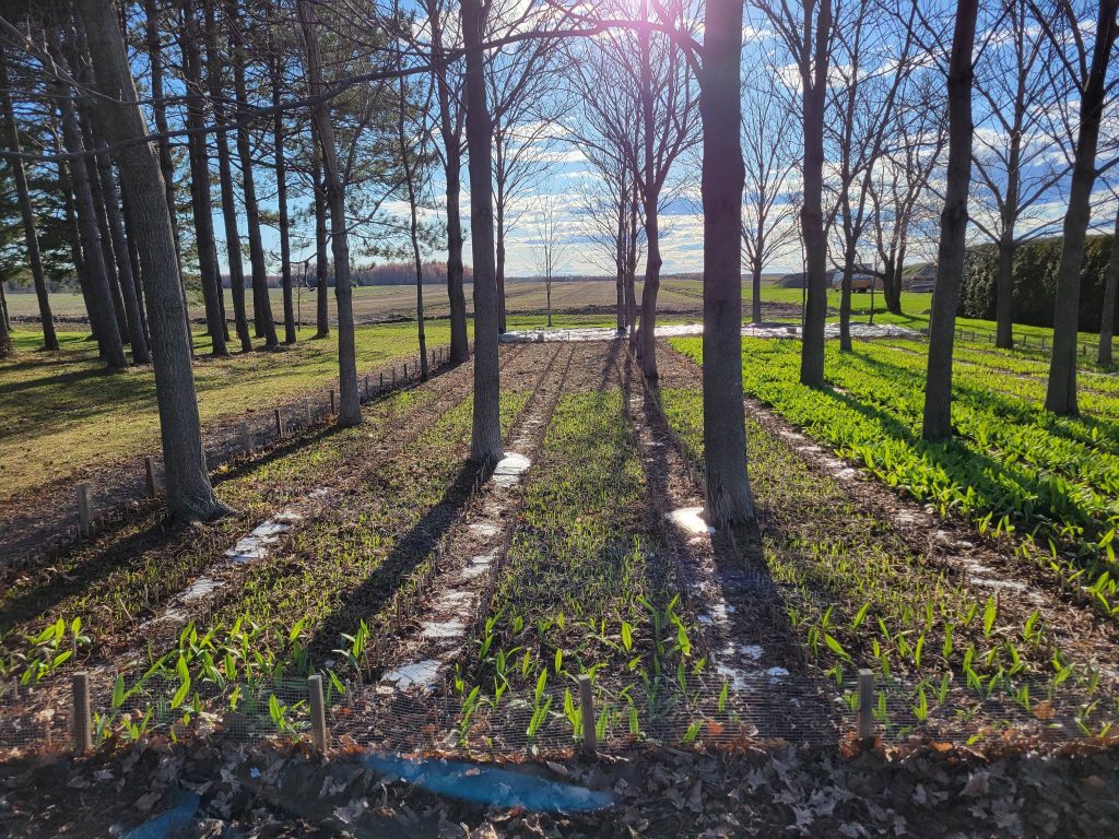 Plante Vivace D'ail Des Bois (zone 3-9) Les Graines Ont Besoin D